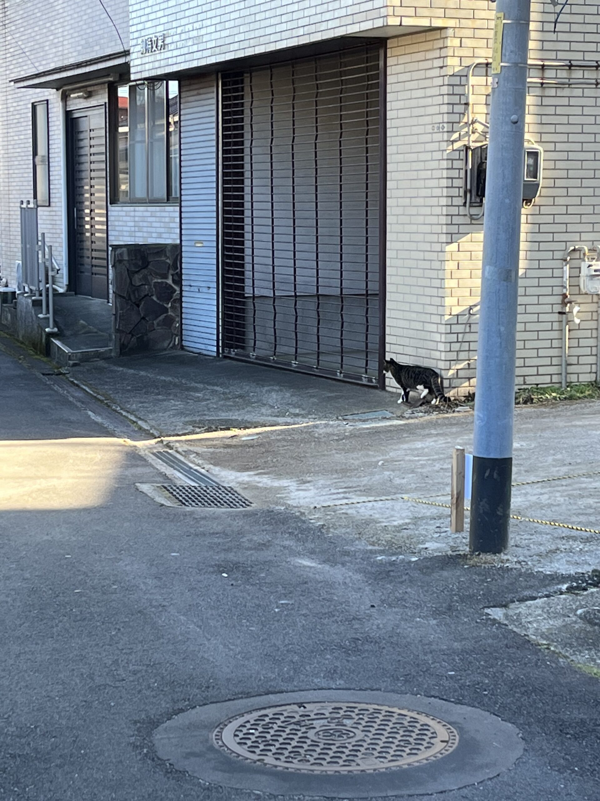 脇道で見つけた猫